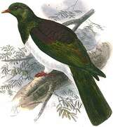 New Zealand Pigeon