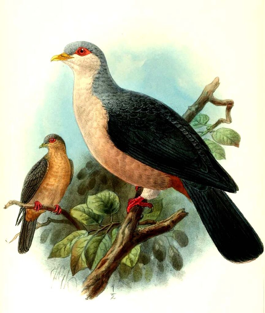 Buru Mountain Pigeon