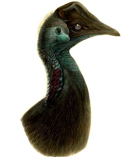 Dwarf Cassowary