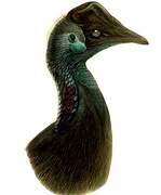 Dwarf Cassowary