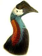 Dwarf Cassowary