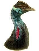 Dwarf Cassowary