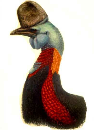 Northern Cassowary