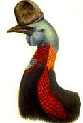 Northern Cassowary