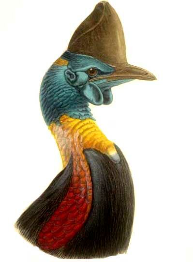 Northern Cassowary