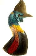 Northern Cassowary