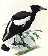 Australian Magpie