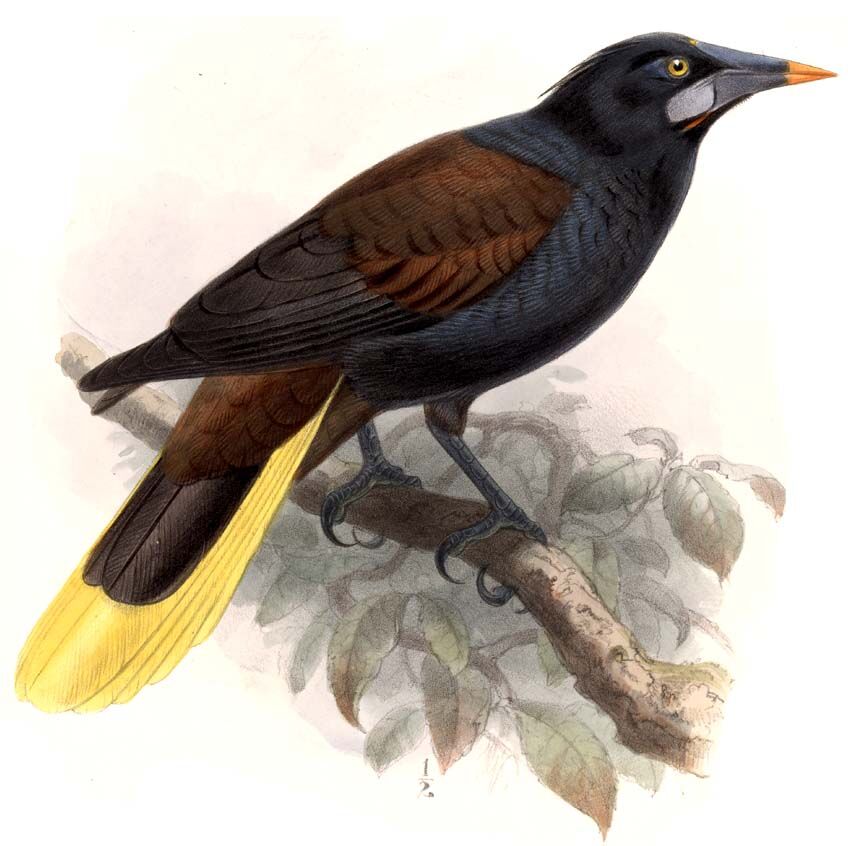 Black Oropendola