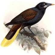 Black Oropendola