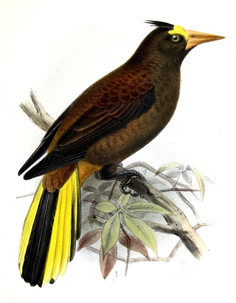 Russet-backed Oropendola