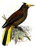 Russet-backed Oropendola