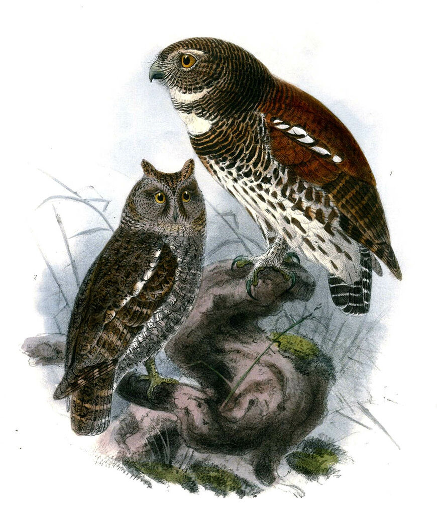 Chestnut-backed Owlet