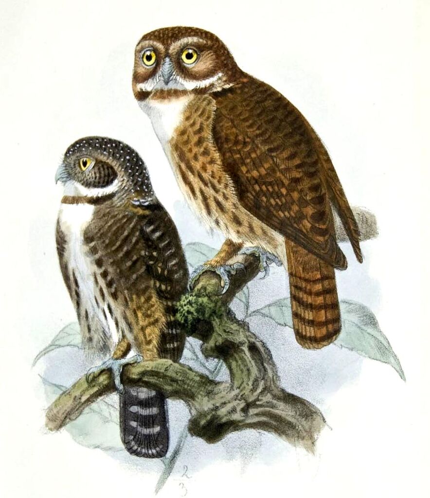 Andean Pygmy Owl