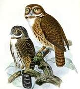 Andean Pygmy Owl