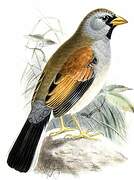 Great Inca Finch