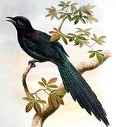 Long-tailed Glossy Starling