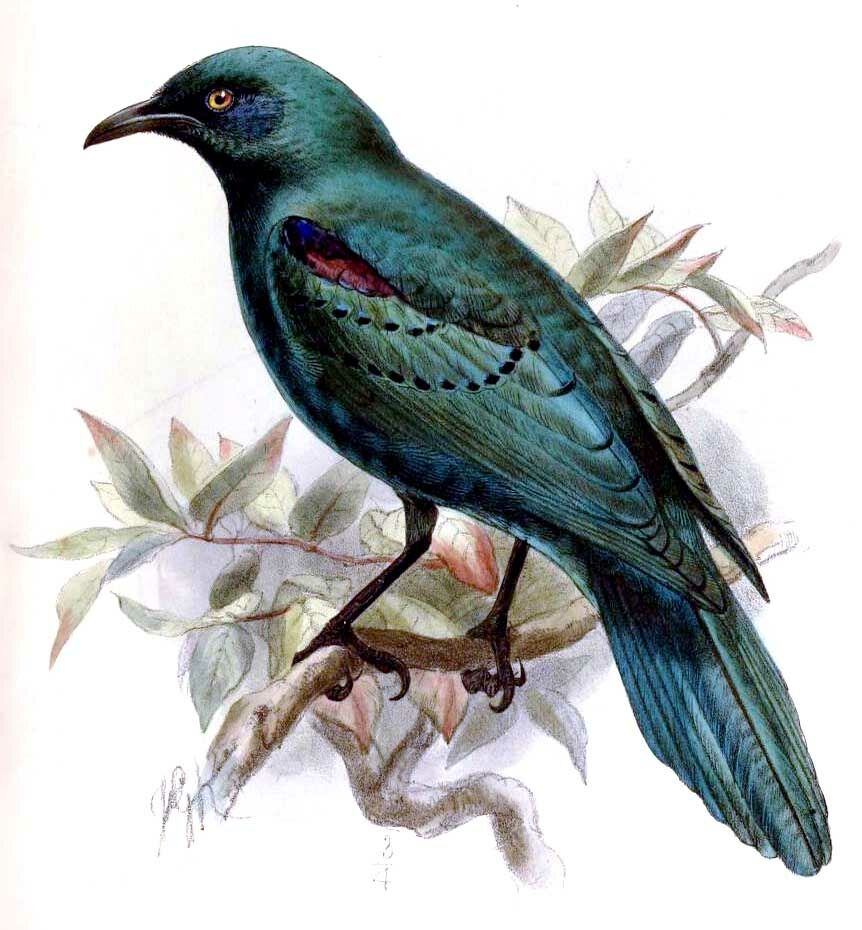 Sharp-tailed Starling