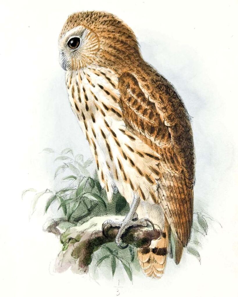 Vermiculated Fishing Owl