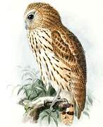 Vermiculated Fishing Owl