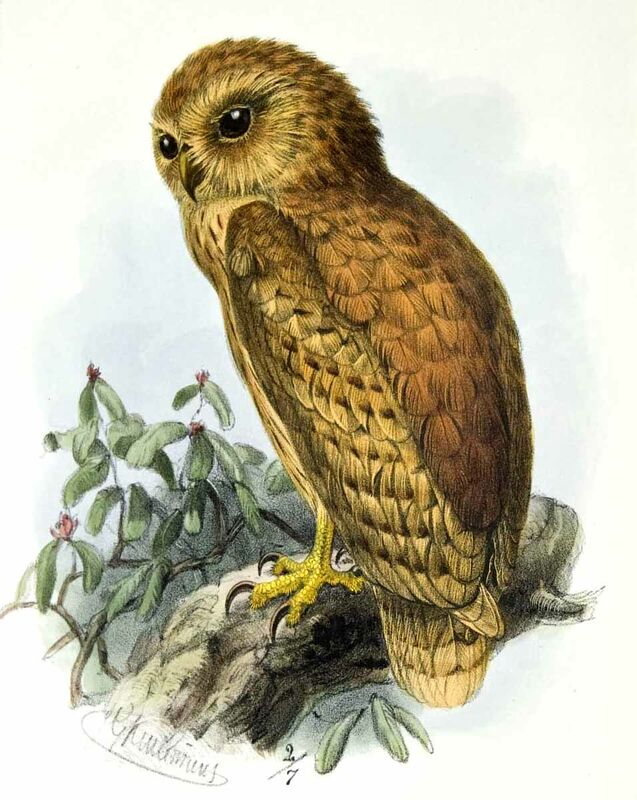 Rufous Fishing Owl