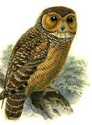 Spotted Wood Owl