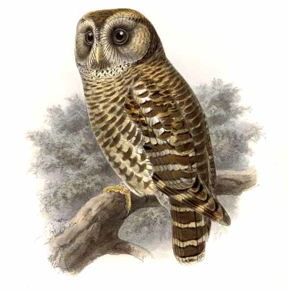 Fulvous Owl