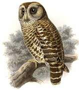 Fulvous Owl