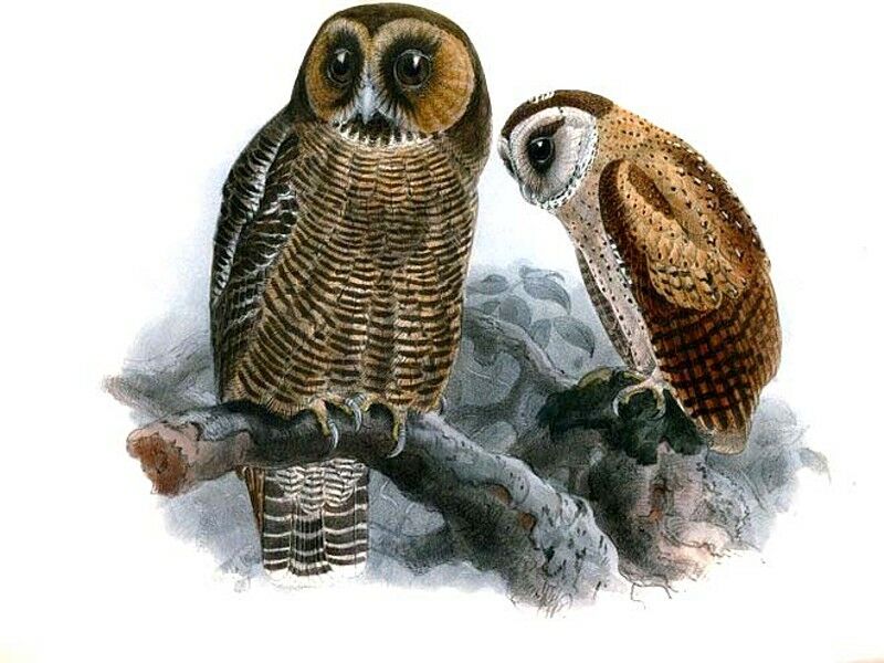 Brown Wood Owl