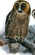 Brown Wood Owl