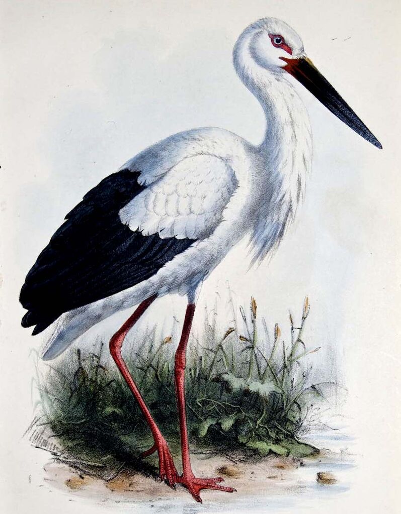 Oriental Stork