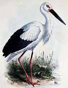 Oriental Stork