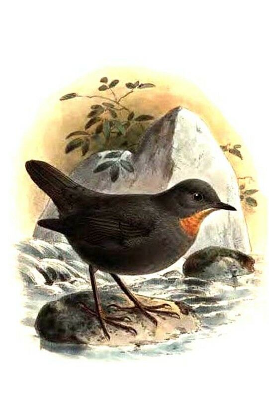 Rufous-throated Dipper