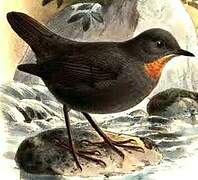 Rufous-throated Dipper