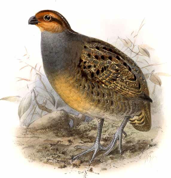 Tawny-faced Quail