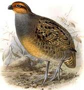 Tawny-faced Quail