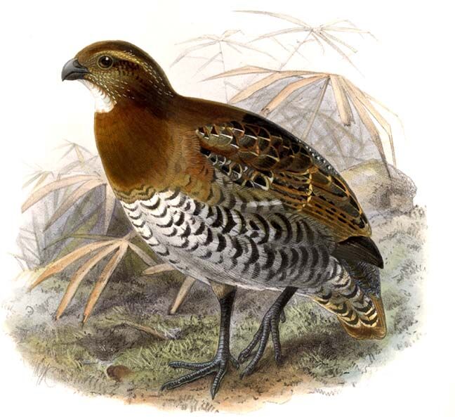 Tawny-faced Quail