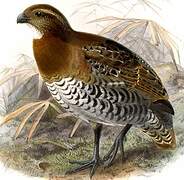 Tawny-faced Quail