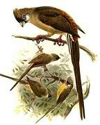 Red-backed Mousebird