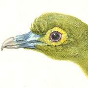 Sumatran Green Pigeon