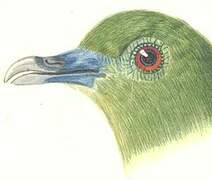 Sumatran Green Pigeon