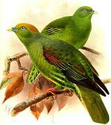 Taiwan Green Pigeon