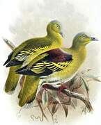 Sri Lanka Green Pigeon