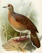 Yungas Dove