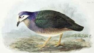 Olive-backed Quail-Dove