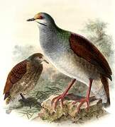 Buff-fronted Quail-Dove