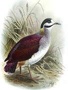 Sapphire Quail-Dove