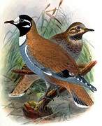 Flock Bronzewing