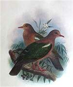 Pacific Emerald Dove