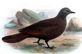 Chestnut-quilled Rock Pigeon