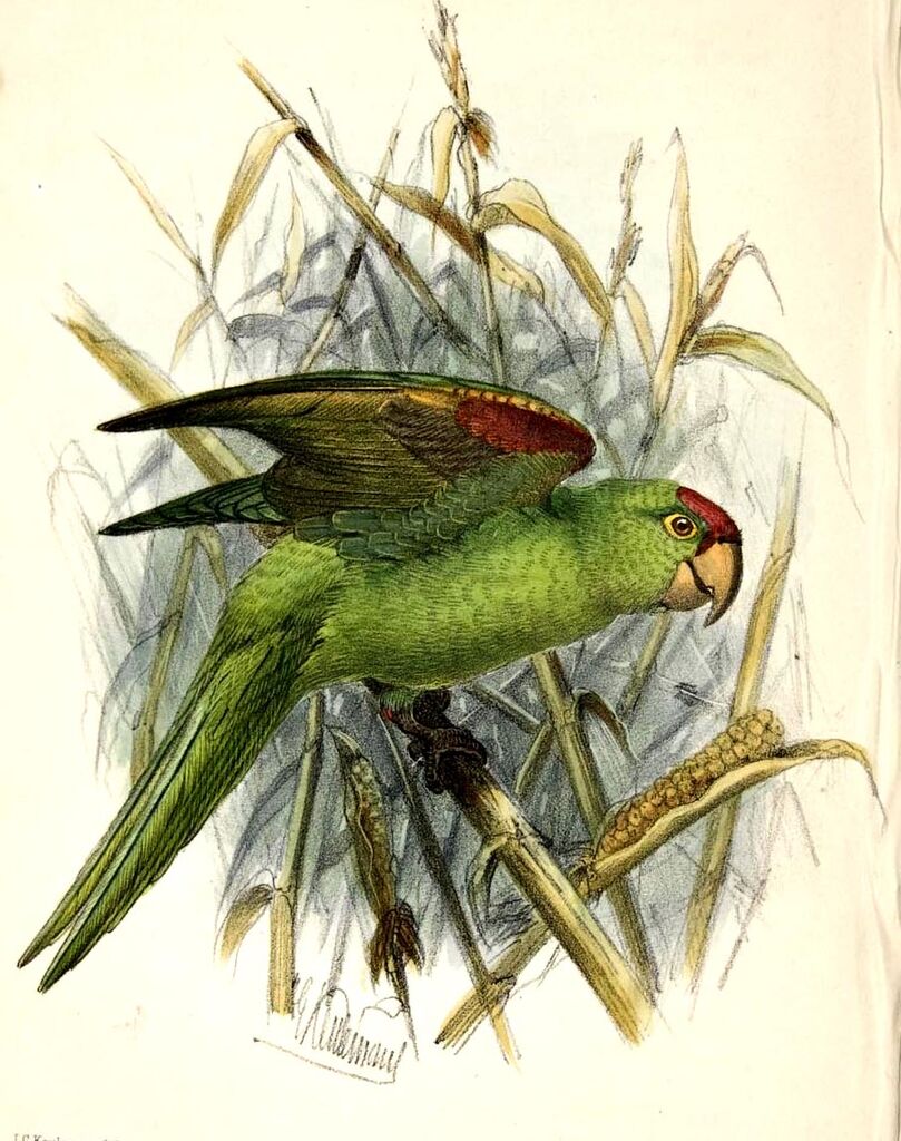 Conure de Finsch